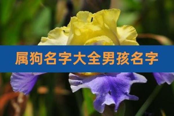 早上出生的属狗男孩怎么取名 ,宜用什么字姓名 早上出生的属狗男孩怎么取名 ,宜用什么字姓名