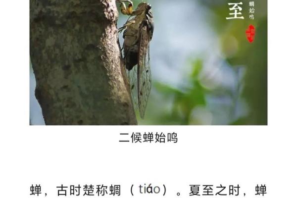 夏至出生的人起名宜用字,诗意清新的宝宝名字大全集姓名 夏至出生的人起名宜用字,诗意清新的宝宝名字大全集姓名