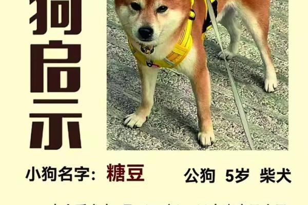 属狗亥时出生的男孩怎样起名，宜用哪些姓名